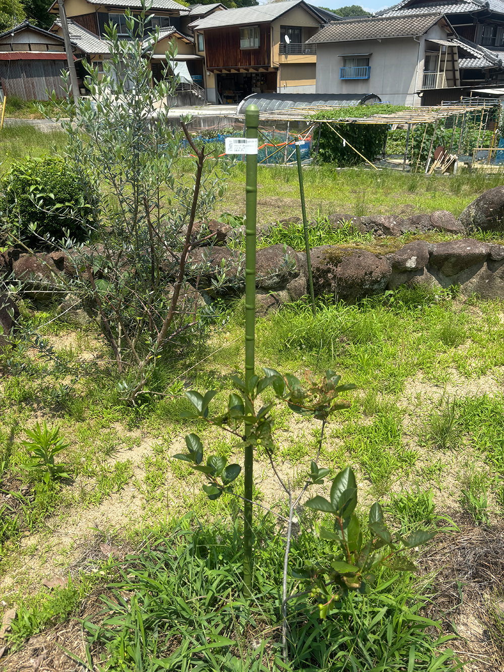 Small tree supported by a green stake in a grassy garden with other plants and traditional houses in the background, a white tag attached to the stake.