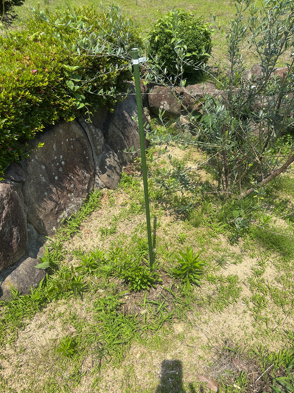 Tall green garden stake with a small label near the top, anchored in sandy soil among low weeds and a stone retaining wall with shrubs in the background