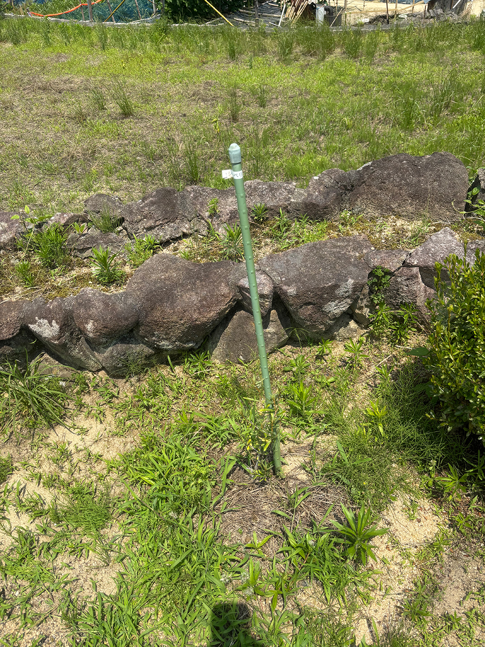 Green metal garden stake with a rounded cap planted in sandy soil beside a rough stone border, with grass and weeds around it.