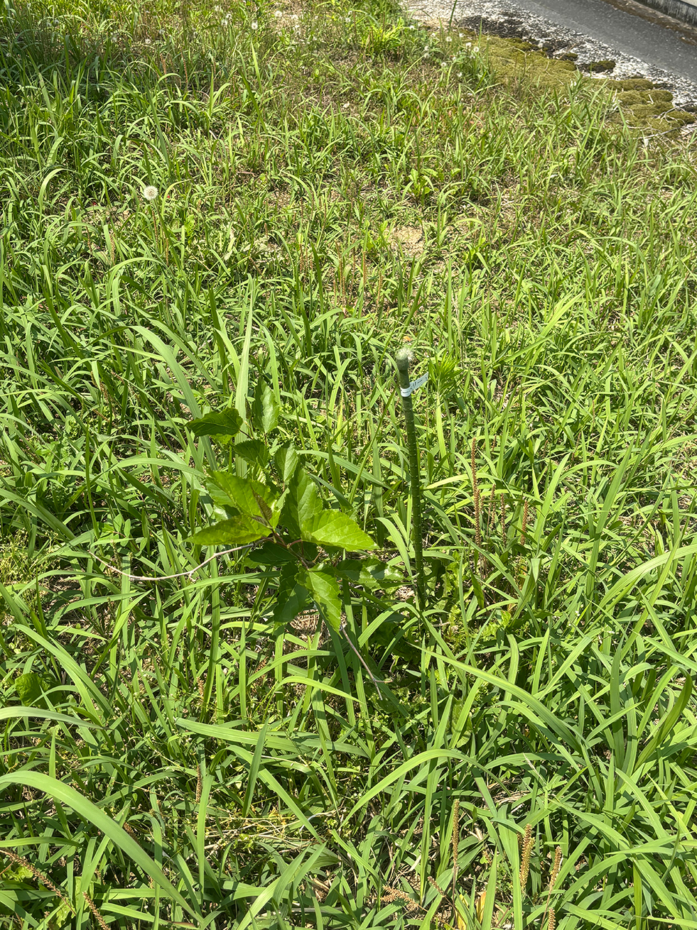 Young sapling with broad green leaves amidst tall grass, with a plant label on a stake nearby