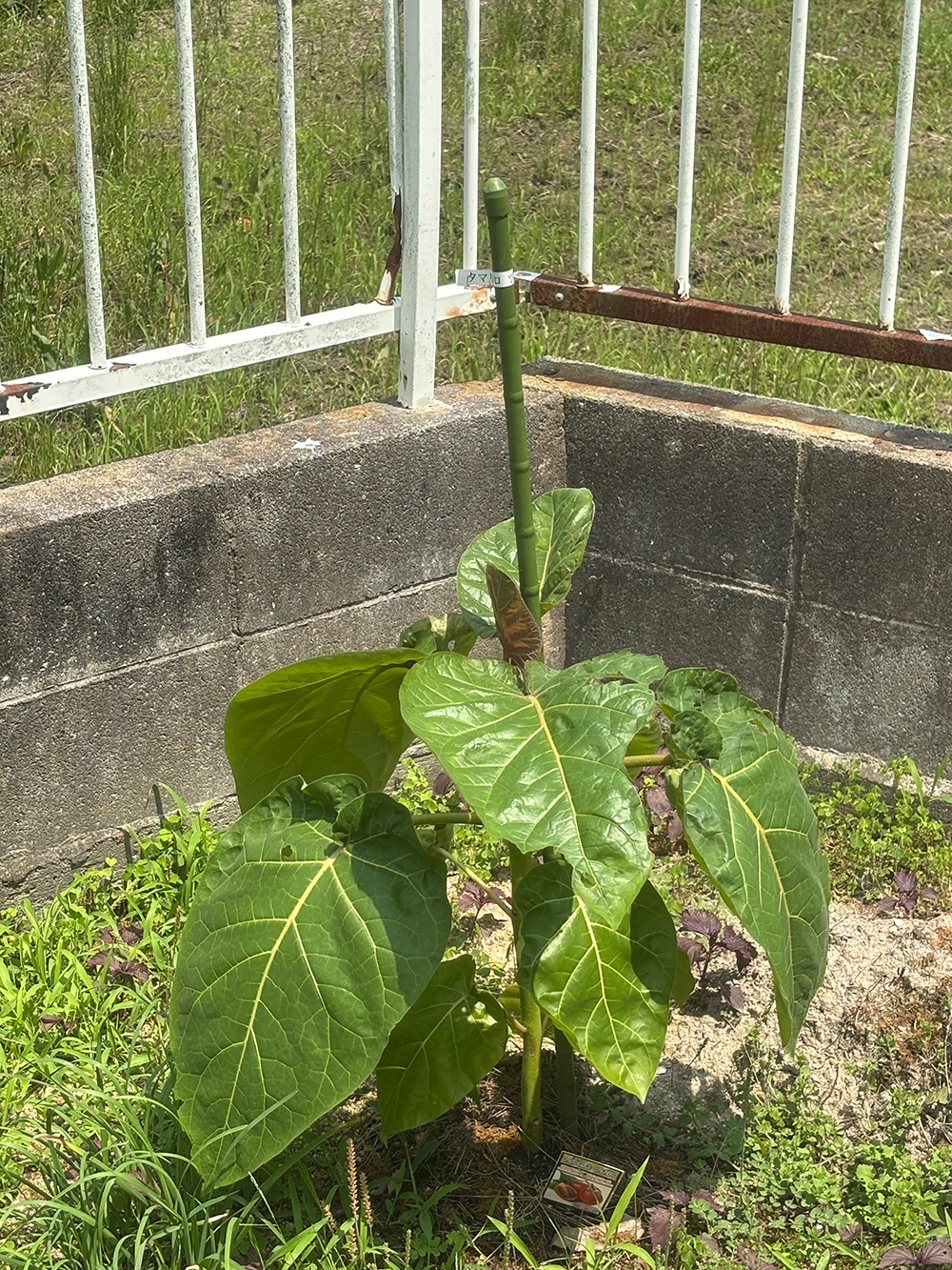 Young plant with large glossy green leaves supported by a bamboo stake in a garden bed beside a concrete wall and metal fence.