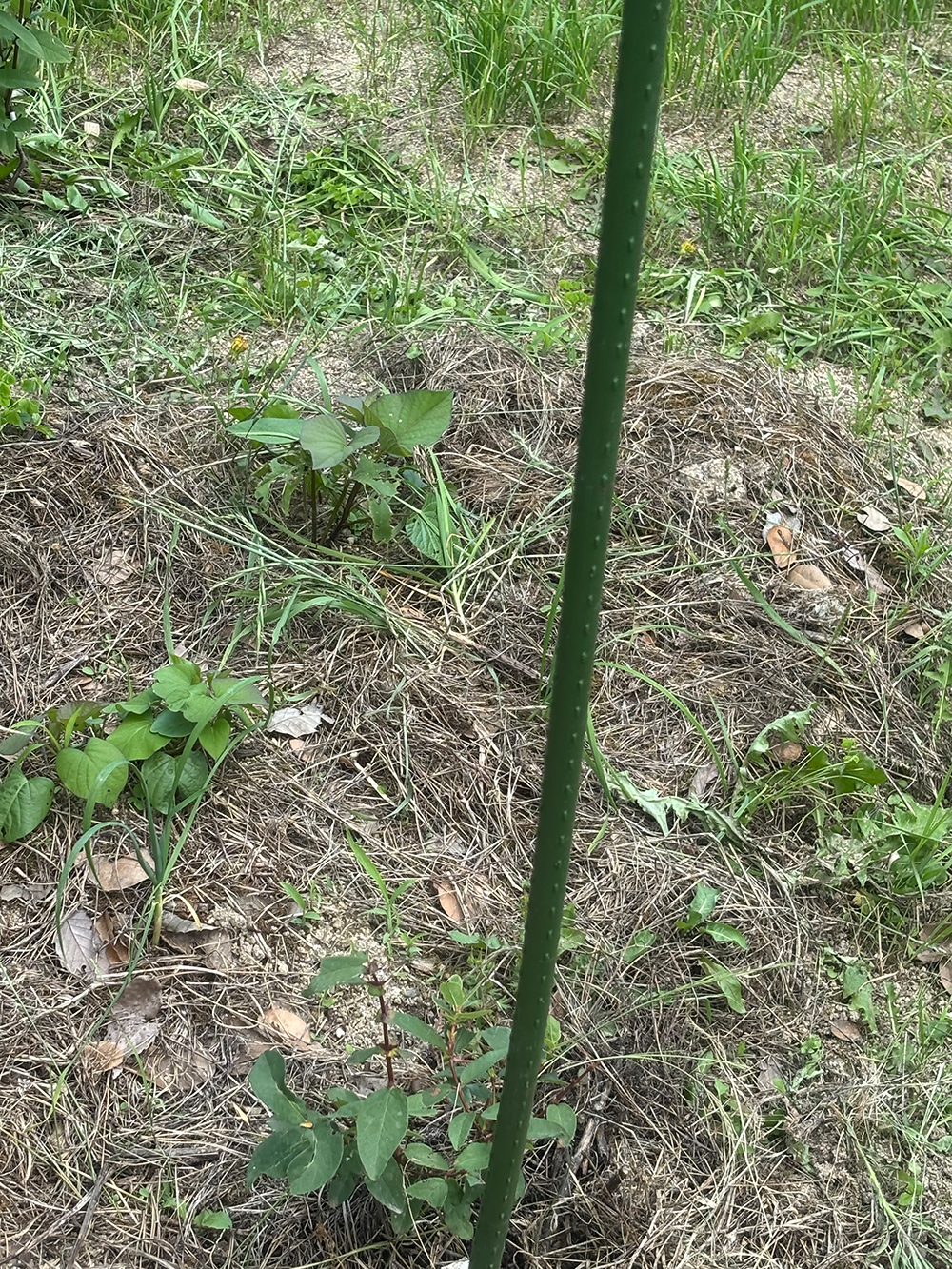Young plant with broad leaves supported by a green stake in a garden bed, with dry mulch and surrounding weeds.