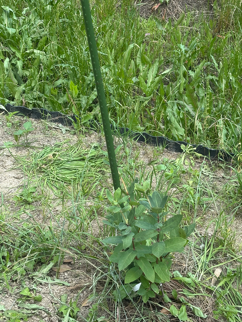 Young shrub with oval green leaves tied to a green stake in a garden bed under tall weeds and grass, with weed barrier edging nearby.