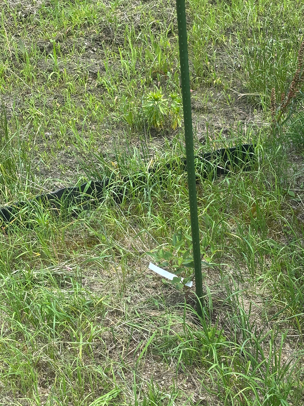 Young sapling tied to a green stake in a grassy field with a white tag attached to the plant